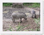 Dierentuin Burgers  Zoo 090 * 3648 x 2736 * (6.89MB)